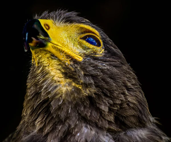 Cor Retrato Vida Selvagem Único Falcão Isolado Com Nuvens Refletindo — Fotografia de Stock