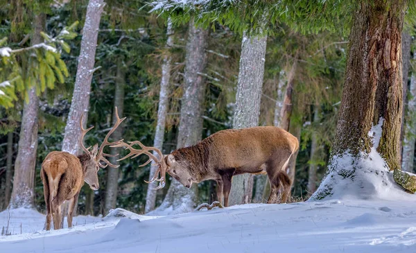 Color Outdoor Wildlife Winter Animal Image Two Red Deers Elks — Stock Photo, Image