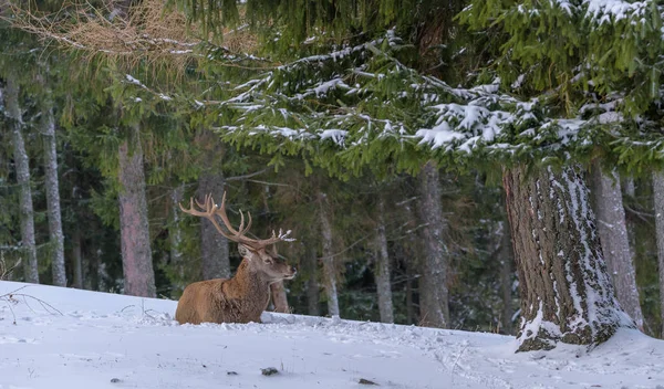 Color Outdoor Wildlife Winter Animal Portrait Single Red Deer Elk — Stock Photo, Image