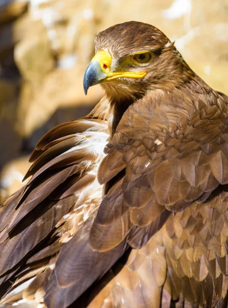 Color Retrato Aire Libre Solo Águila Estepa Marrón Aislada Sobre — Foto de Stock