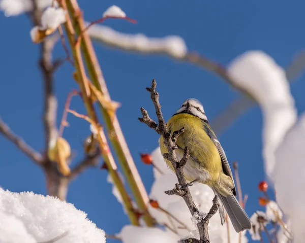 Color outdoor bird image of a blue tit with dense winter  plumage sitting on a tree with snow and red berries under a bright sunny clear blue sky