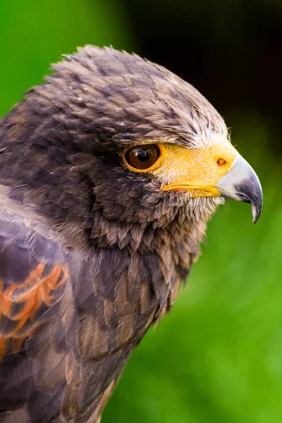 Farbseite Porträt Eines Einzelnen Isolierten Rotbraunen Falken Mit Einem Gelben — Stockfoto