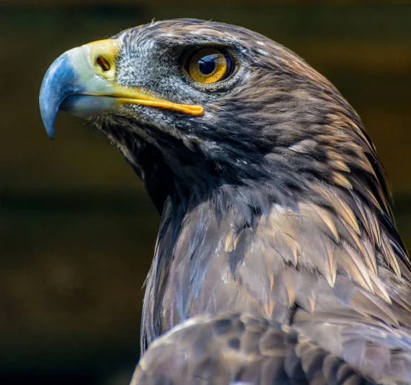Farbe Nahaufnahme Detailliertes Tierporträt Des Kopfes Eines Falken Auf Braun — Stockfoto