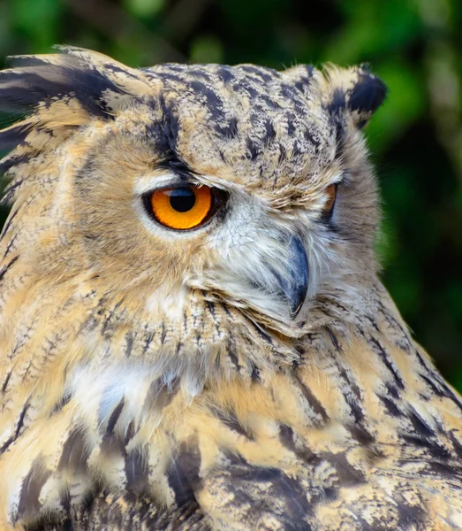 Farbe Freien Tierporträt Einer Einzelnen Isolierten Eule Auf Natürlichem Hintergrund — Stockfoto