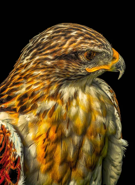 Artful portrait of a single isolated hawk from the side on black background  in colorful surrealistic vintage painting style