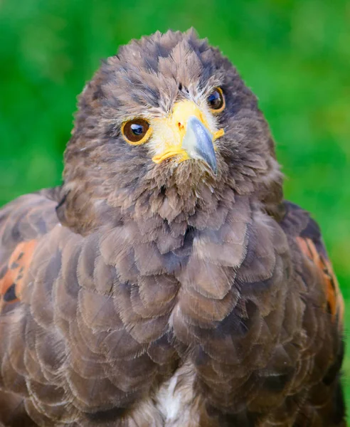 Farbe Outdoor-Vogel Porträt eines einzelnen isolierten violetten Falken auf grünem Hintergrund — Stockfoto