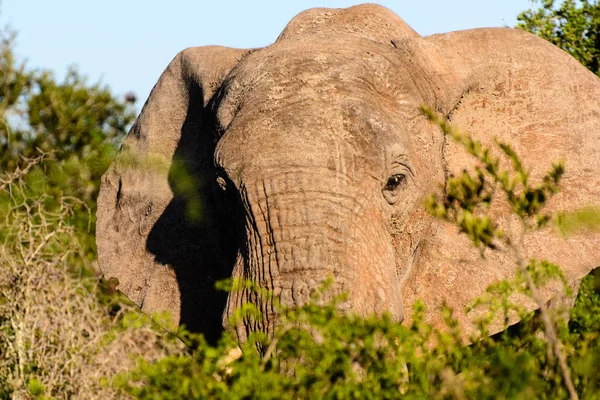 Imagen animal natural a color al aire libre de una cabeza de elefante bajo el sol brillante tomada en Sudáfrica bajo el cielo azul — Foto de Stock