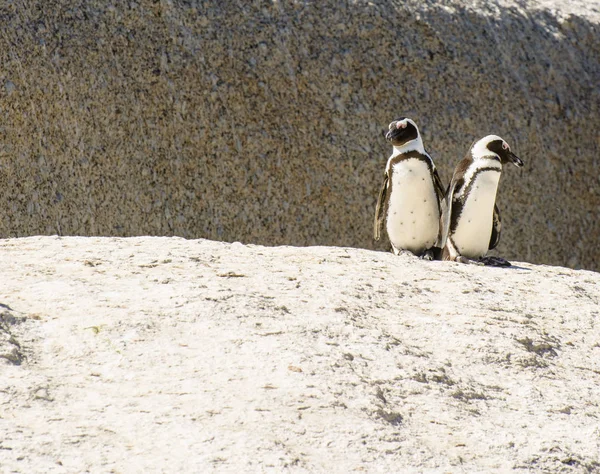 Color outdoor wildlife photography taken in South Africa, Cape Town, Boulders beach, Cape Town, of two cute jackass penguins in a funny pose in front of a rock taken on a bright sunny day