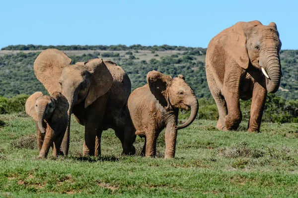 Retrato de una familia de elefantes sudafricanos con bebés bajo el cielo azul en un día soleado — Foto de Stock