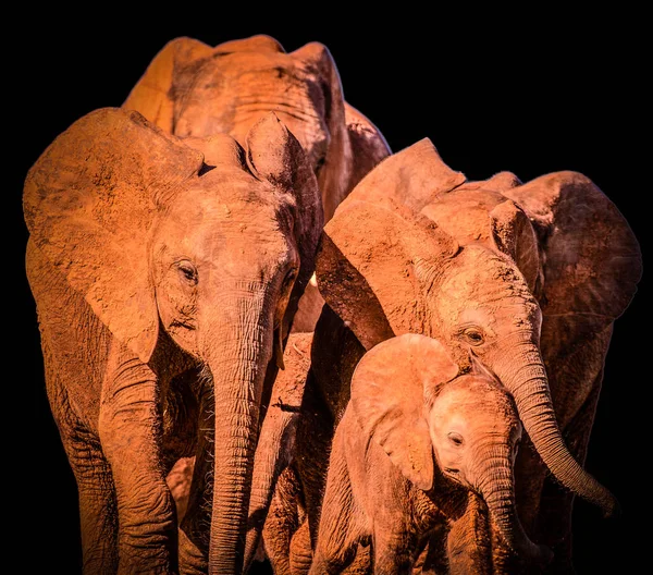 Rojo marrón Sudáfrica elefante en movimiento bajo llave retrato de la familia en la luz del sol sobre fondo negro simbólico, juntos, equipo, articulación, fuerza, unido, seguridad, poder, fuerte, confianza, confianza — Foto de Stock