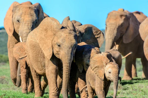 Color animal imagen al aire libre de una familia de elefantes feliz / lindo en movimiento en la hierba verde bajo el cielo azul tomada en Sudáfrica en un día soleado — Foto de Stock