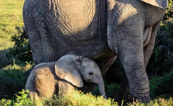 Color retrato al aire libre de un lindo bebé elefante dulce encantadora y madre tomada en Sudáfrica en un día soleado — Foto de Stock