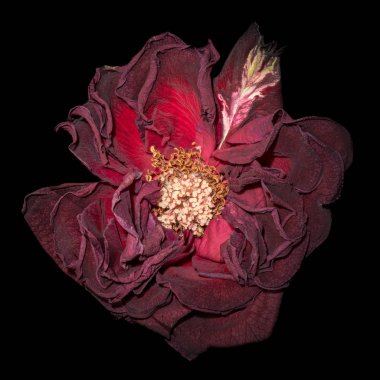 Güzel Sanatlar natürmort çiçek yakın bir yaşında yemyeşil mor koyu kırmızı kadife gül çiçeği en baştan görülen siyah arka plan üzerine ayrıntılı doku ile makro çekim