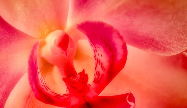 Bellas Artes Bodegón Color Macro Brillante Interior Una Flor Orquídea — Foto de Stock