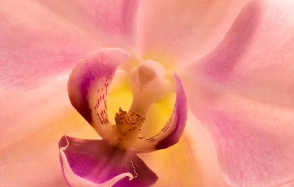 美術静物詳細花パステル カラー花マクロ 分離単一紫黄色蘭の花 紫背景が灰色の細かいテクスチャの肖像 — ストック写真