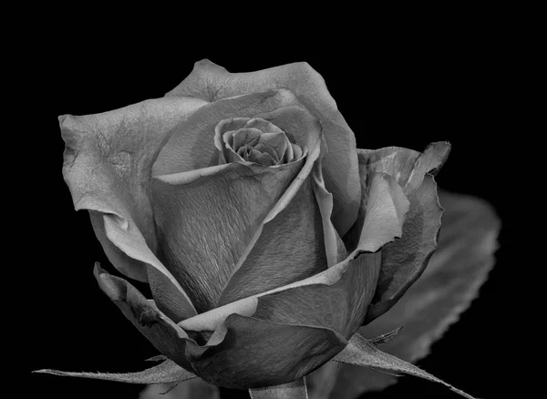Monochrom Kunststillleben Schwarz Weiß Makro Einer Einzelnen Isolierten Rosenblüte Schwarzer — Stockfoto