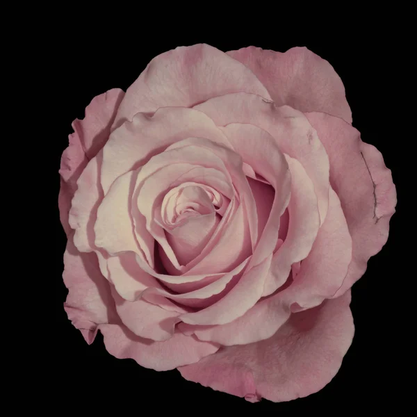 柔和的色彩精美的艺术仍然生活宏观的单一孤立的粉红色玫瑰花在黑色背景的复古绘画风格 — 图库照片