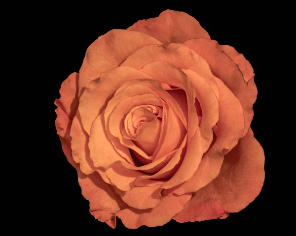 Umělecké Barevné Zátiší Světlé Makro Jediné Izolované Oranžové Růže Květ — Stock fotografie