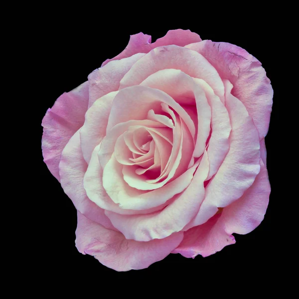 Colorido Arte Bodegón Brillante Macro Una Sola Flor Rosa Albaricoque — Foto de Stock