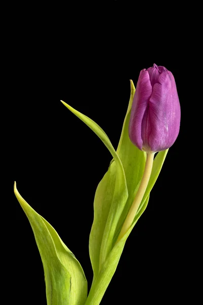 Bellas Artes Bodegón Brillante Macro Colorido Una Sola Flor Tulipán —  Fotos de Stock