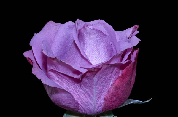Belle Nature Morte Macro Colore Singolo Isolato Viola Fiore Rosa — Foto Stock