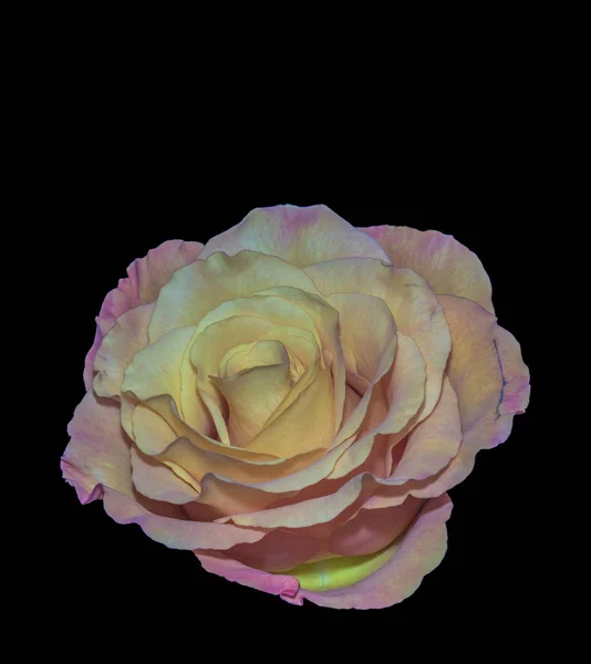 Bunte Bildende Kunst Stillleben Helles Makro Einer Einzigen Isolierten Rosa — Stockfoto