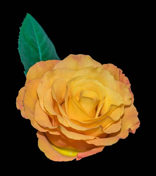 五颜六色的艺术静物生活明亮的宏观一个单一的孤立橙色黄色玫瑰花与绿叶在复古绘画样式在黑色背景 — 图库照片