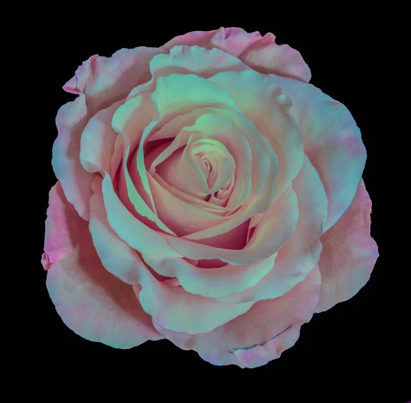 Pastel Coloreado Fino Arte Bodegón Macro Una Sola Rosa Rosa —  Fotos de Stock
