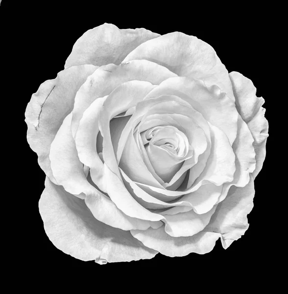 Monochrome Fine Art Still Life Macro Single Isolated White Rose — Stock Photo, Image