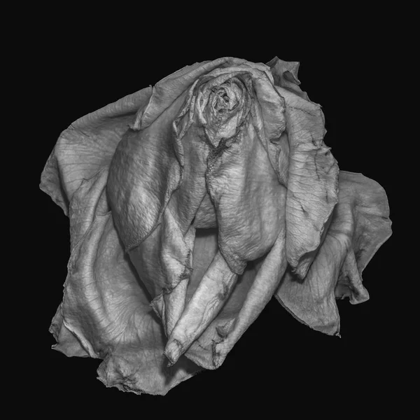 Образотворче Мистецтво Натюрморт Темно Монохромний Макрос Одного Ізольованого Цвіту Троянди — стокове фото