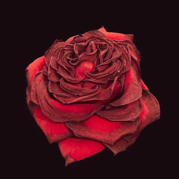 美术静止不动生活花卉关闭宏一个老化的郁郁葱葱的紫色深红色天鹅绒玫瑰花与详细的纹理在黑色背景上看到从前面 — 图库照片