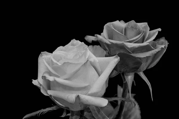 Monochrrome Noir Blanc Beaux Arts Nature Morte Lumineux Macro Floral — Photo