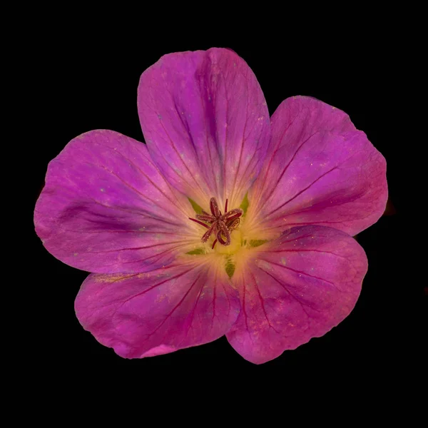 Изобразительное искусство натюрморт цветочный образ одного изолированного широкий — стоковое фото