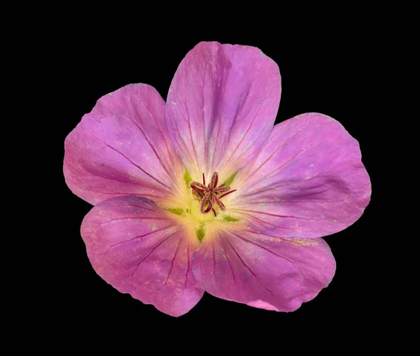 Изобразительное Искусство Натюрморт Цветочный Образ Одного Изолированного Широкого Розового Цветущего — стоковое фото