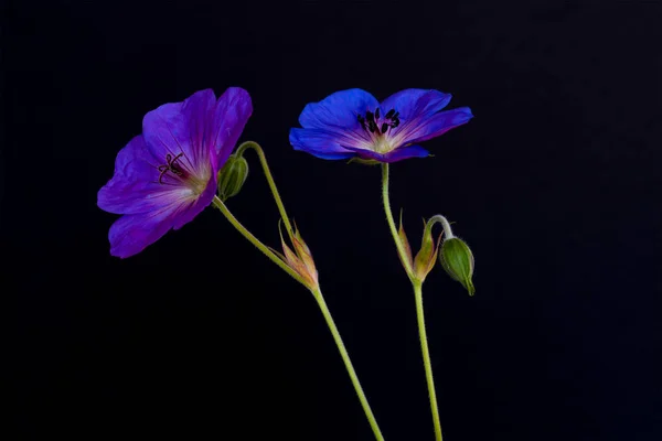 Beaux Arts Still Life Color Floral Image Pair Blue Violet — Photo