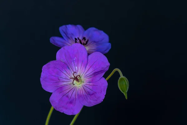 Beaux Arts Still Life Color Floral Image Pair Blue Violet — Photo