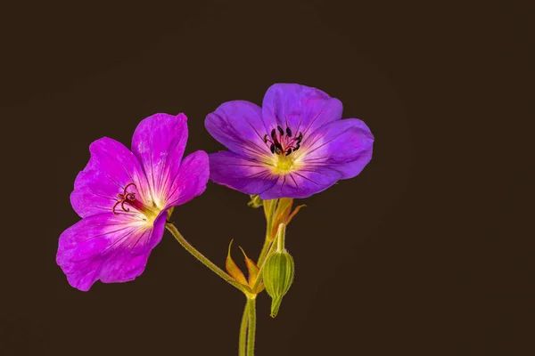 Beaux Arts Still Life Color Floral Image Pair Pink Violet — Photo