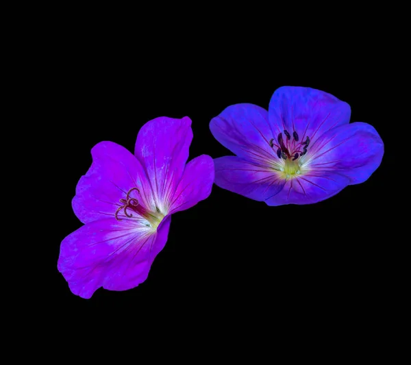 美術静物色鮮やかなピンク紫青のペアの花画像分離ワイド オープン ブルー バイオレット ピンク男女ゼラニウム クレインズビル花 黒背景 絵画のヴィンテージ — ストック写真