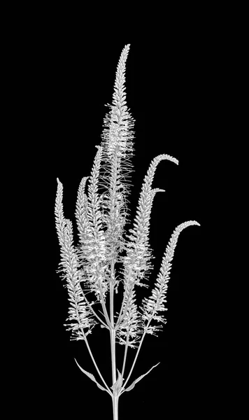 美术静止不动的生活单色黑白宏的一个盛开的分支的绿色白色鲍曼的根 涵洞的根 详细的结构 黑色背景 复古图形绘画风格 — 图库照片