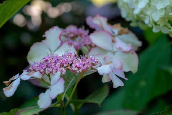 内側の花びらと小花柄 フィールドの浅い深さで日当たりの良い夏の日に撮影開花ピンク白アジサイの花の色屋外花マクロ — ストック写真