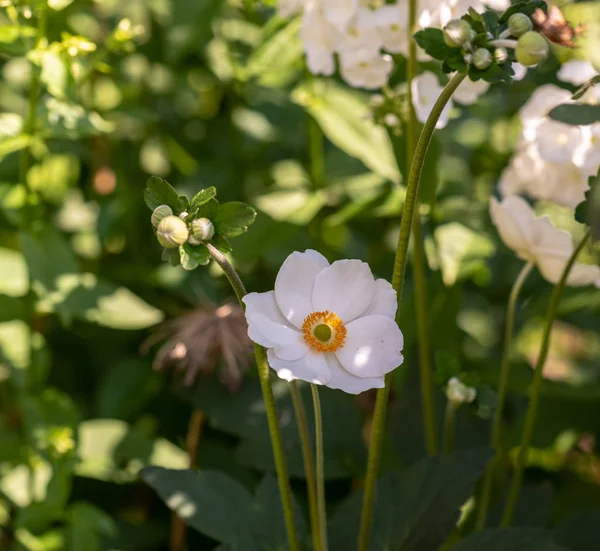 Колір Зовнішнього Квіткового Зображення Квітучого Білого Осіннього Анемона Бутонами Зробленими — стокове фото