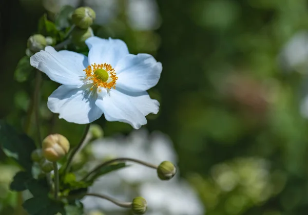 Color Outdoor Floral Image White Blooming Autumn Anemone Blossom Buds — Stock Photo, Image