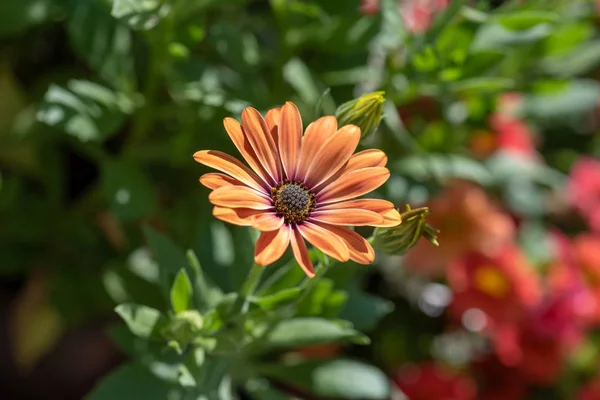 Fine Art Stilleben Blomma Färg Makro Porträtt Vidöppen Blommande Orange — Stockfoto