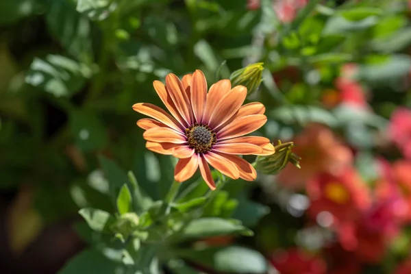 Beaux Arts Still Life Flower Color Macro Portrait Wide Open — Photo