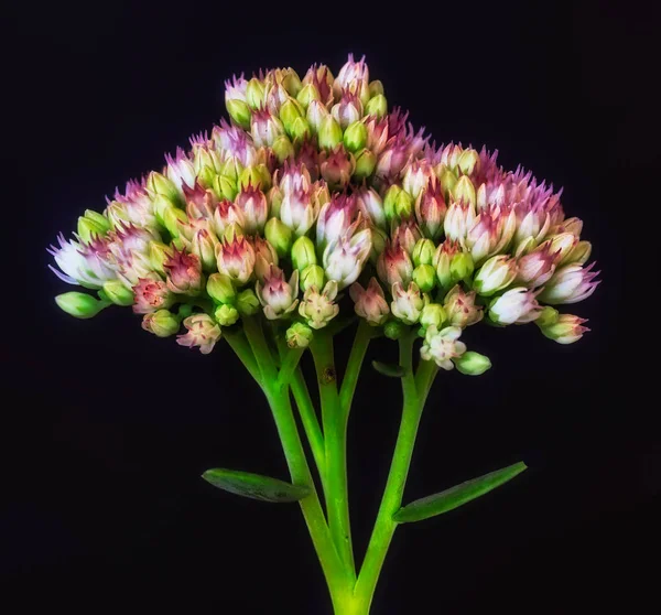 Fine Art Still Life Floral Color Macro Single Isolated Stonecrop — Stock Photo, Image
