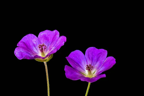 이미지 보라색의 벌리고 바이올렛 제라늄 Cranesbill 검정색 빈티지 스타일 — 스톡 사진