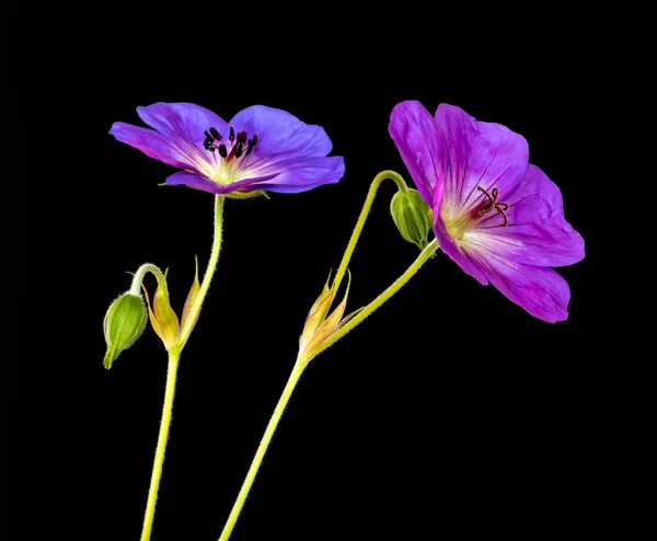 Beaux Arts Still Life Color Floral Image Pair Bright Pink — Photo