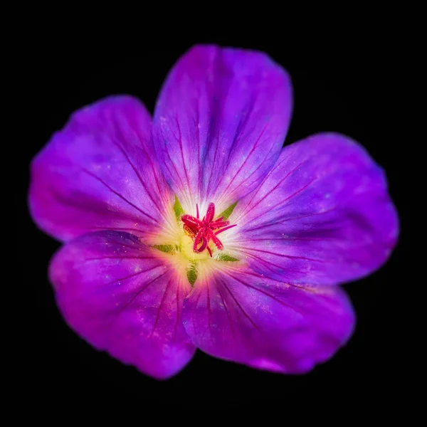 Belle Arti Nature Morte Colore Immagine Floreale Singolo Isolato Largo — Foto Stock