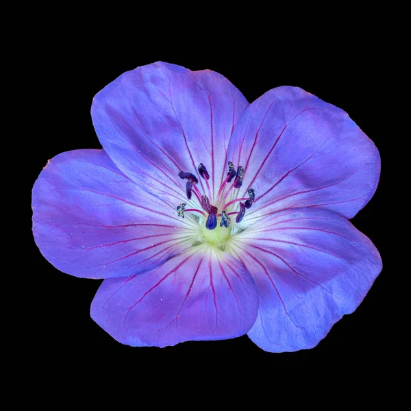 Изобразительное Искусство Натюрморт Цветочный Образ Одного Изолированы Широкий Синий Фиолетовый — стоковое фото