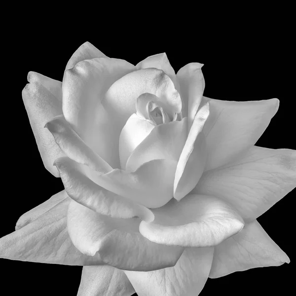 Fine Art Fotografia Makro Widok Przodu Monochromatyczne Czarno Biały Kwiat — Zdjęcie stockowe